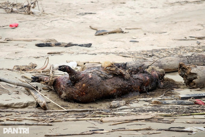 Nearly 700 tonnes of rubbish engulf Ha Tinh fishing port after floods - 2