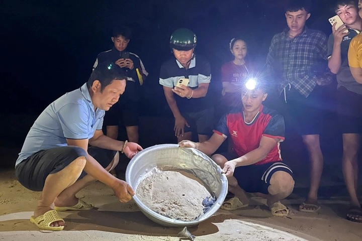 Baby sea turtles emerge overnight on Gia Lai Island - 1