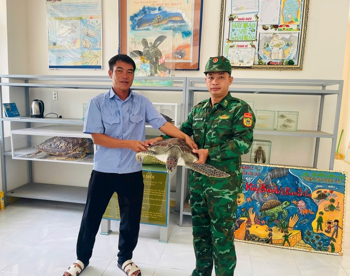 Rare sea turtle released into Hon Cau Marine Protected Area - 1