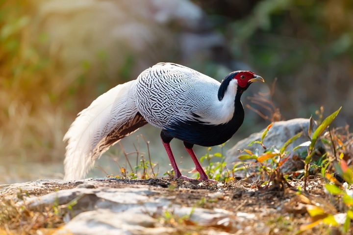 Free defence offered to man jailed for six years for illegal pheasant sale - 3