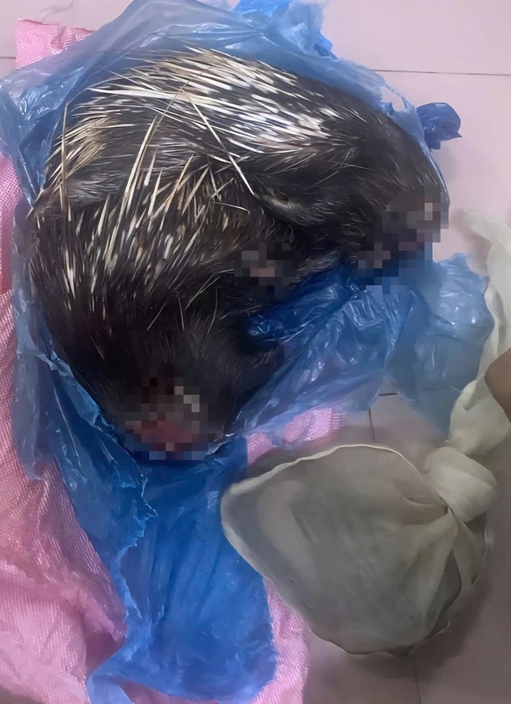 Young man in Dong Nai arrested for wildlife trafficking - 1 Young man in Dong Nai arrested for wildlife trafficking - 1