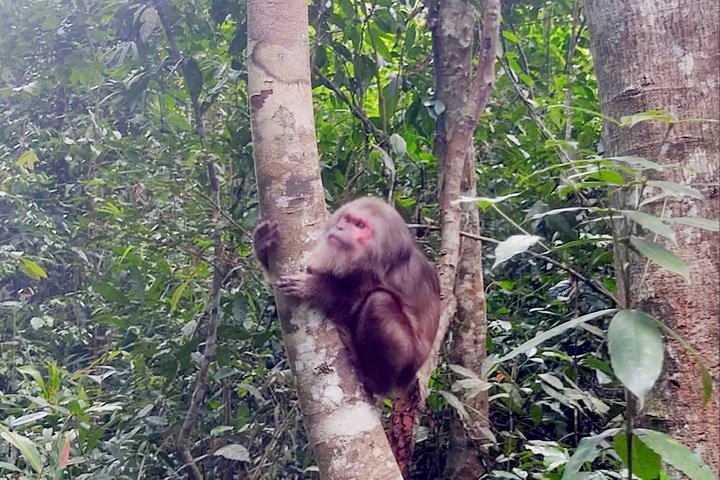 Rare animals rescued and released into Lam Dong forest - 1