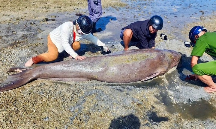 Rare dugong dies on Con Dao beach - 1