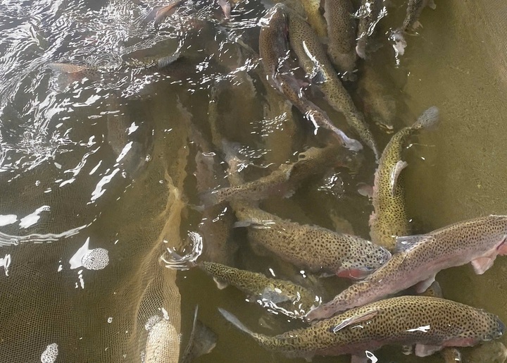 Sturgeon farmers in Lao Cai face heavy losses as prices plunge - 1