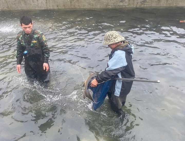 Sturgeon farmers in Lao Cai face heavy losses as prices plunge - 2