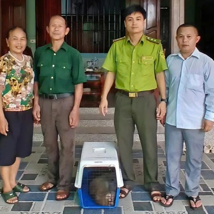 Rare stump-tailed macaque handed over to Nghe An national park - 1