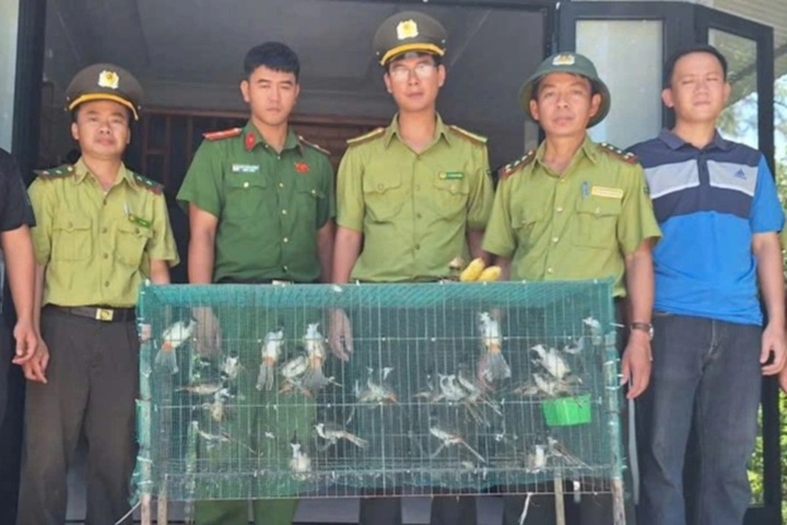 Illegal bird trading cases busted in Hue - 1