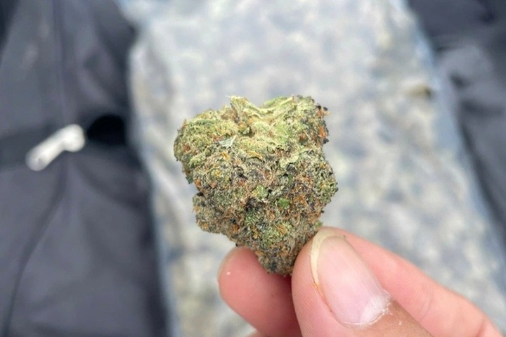 HCM City fisherman discovers 81 kilos of marijuana at sea - 3 HCM City fisherman discovers 81 kilos of marijuana at sea - 3