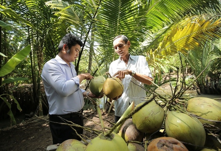 US overtakes China as top buyer of Vietnamese coconuts - 1 US overtakes China as top buyer of Vietnamese coconuts - 1