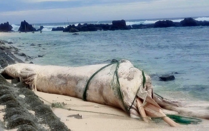 Whale carcass washes ashore on Ly Son Island amid typhoon Bualoi - 1