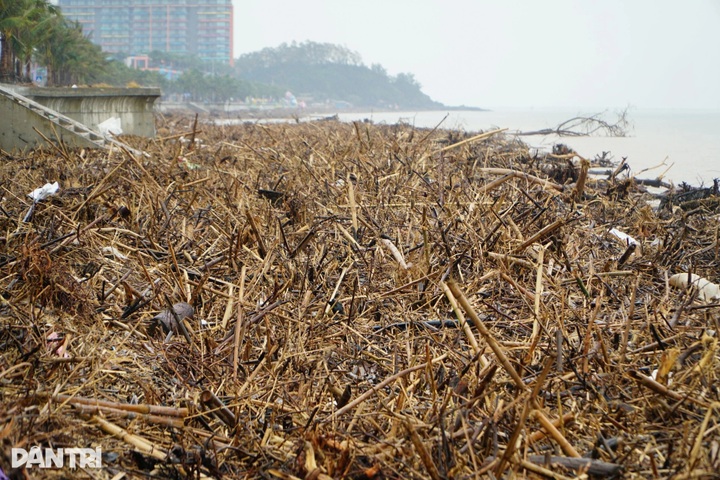 Thanh Hoa beach devastated after Typhoon Bualoi - 2 Thanh Hoa beach devastated after Typhoon Bualoi - 2