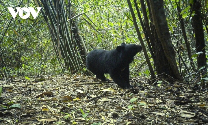 Sun bear discovered at Chu Mom Ray National Park - 1