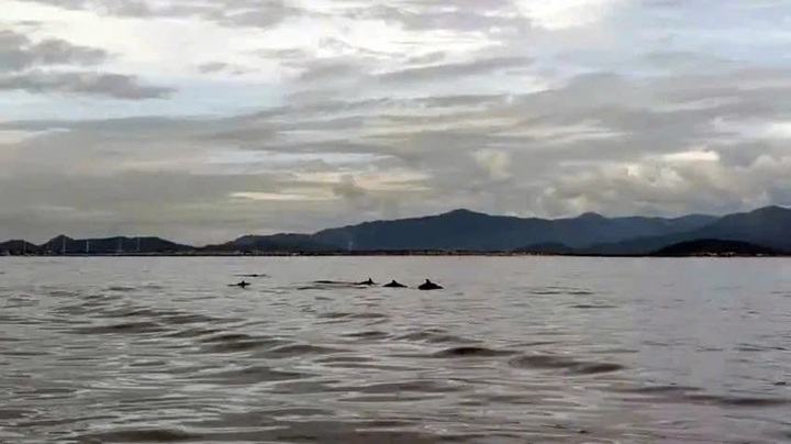 20 dolphins spotted playing at Hon Cau Marine Protected Area - 1