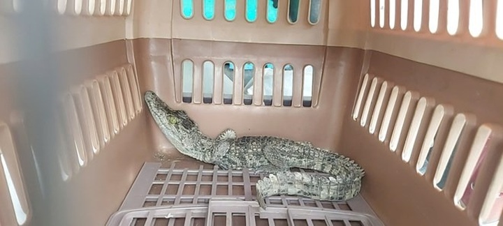 Crocodile found inside residential home in Ho Chi Minh City - 1