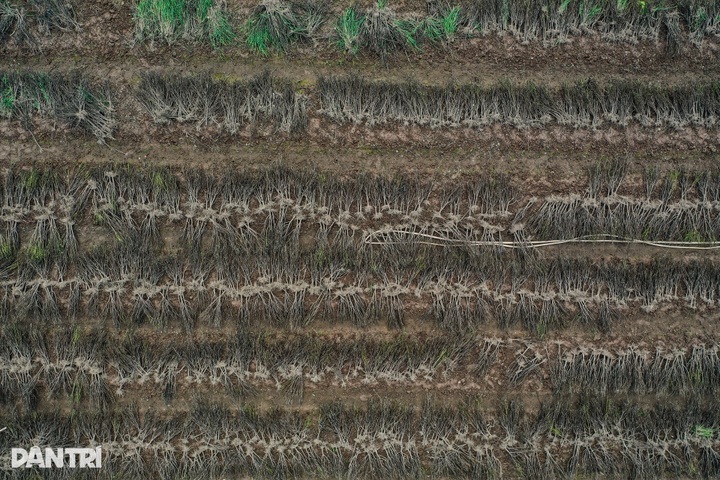 Hanoi’s largest flower village devastated by prolonged flooding - 3