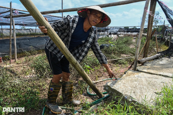 Hanoi’s largest flower village devastated by prolonged flooding - 5
