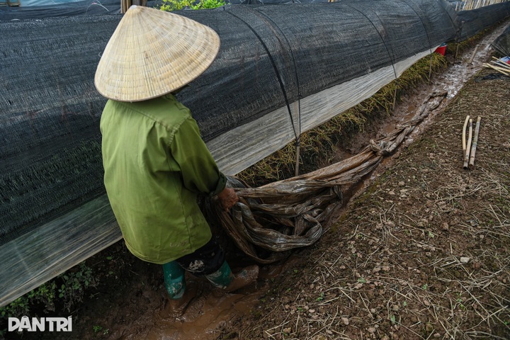 Hanoi’s largest flower village devastated by prolonged flooding - 8