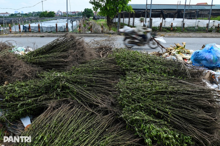 Hanoi’s largest flower village devastated by prolonged flooding - 4
