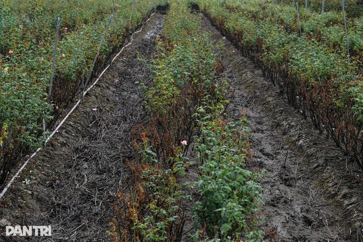 Hanoi’s largest flower village devastated by prolonged flooding - 1