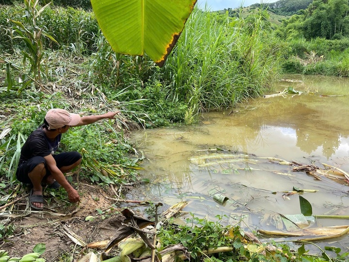 Wild elephants spotted in Lam Dong, bear attacks man in Danang - 1