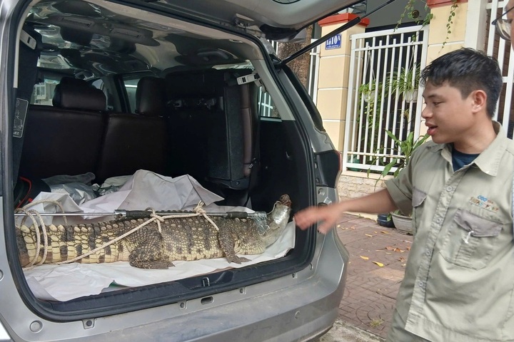 50kg crocodile found in Gia Lai residential area - 1 50kg crocodile found in Gia Lai residential area - 1