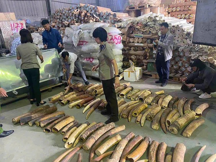 Large haul of illegally trafficked African ivory destroyed in Haiphong - 1