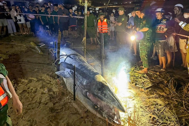 Whale carcass washes ashore in Danang - 1 Whale carcass washes ashore in Danang - 1