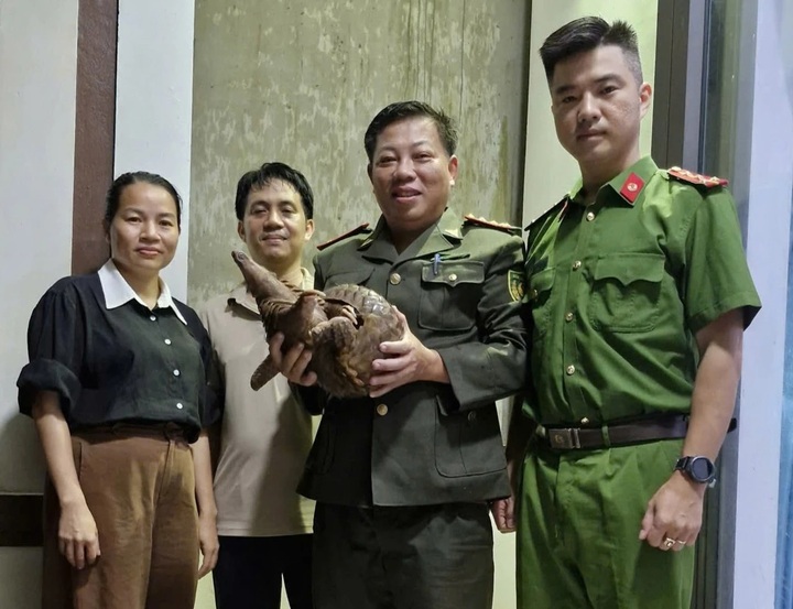 Rare pangolin found on Quang Tri street - 1