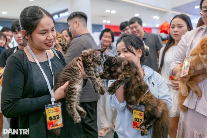 Thai long-haired cat beats 120 rivals at WCF International Jubilee show - 7 Thai long-haired cat beats 120 rivals at WCF International Jubilee show - 7