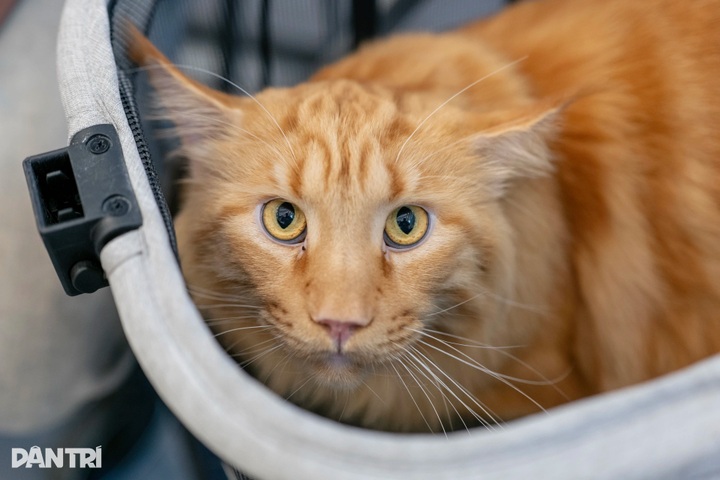 Thai long-haired cat beats 120 rivals at WCF International Jubilee show - 9 Thai long-haired cat beats 120 rivals at WCF International Jubilee show - 9