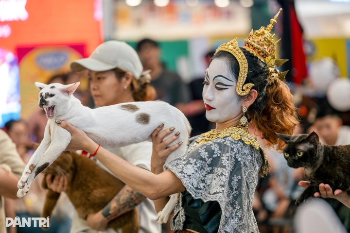 Thai long-haired cat beats 120 rivals at WCF International Jubilee show - 8 Thai long-haired cat beats 120 rivals at WCF International Jubilee show - 8