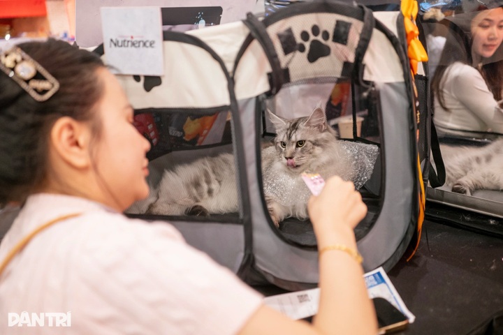 Thai long-haired cat beats 120 rivals at WCF International Jubilee show - 6 Thai long-haired cat beats 120 rivals at WCF International Jubilee show - 6