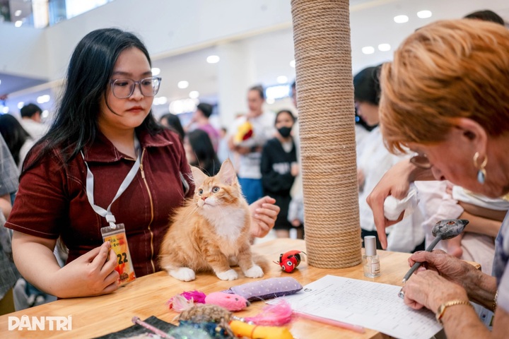 Thai long-haired cat beats 120 rivals at WCF International Jubilee show - 5 Thai long-haired cat beats 120 rivals at WCF International Jubilee show - 5