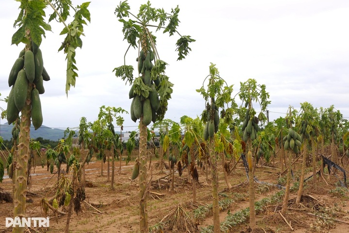 Danang vegetable village devastated following historic flooding - 3
