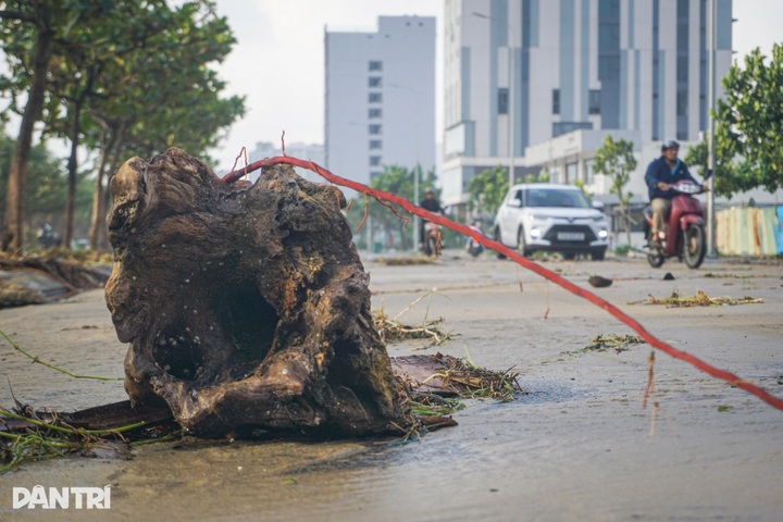 Trees toppled across Danang beaches and streets after Typhoon Kalmaegi - 3 Trees toppled across Danang beaches and streets after Typhoon Kalmaegi - 3