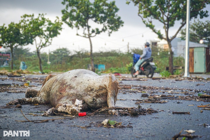 Trees toppled across Danang beaches and streets after Typhoon Kalmaegi - 4 Trees toppled across Danang beaches and streets after Typhoon Kalmaegi - 4