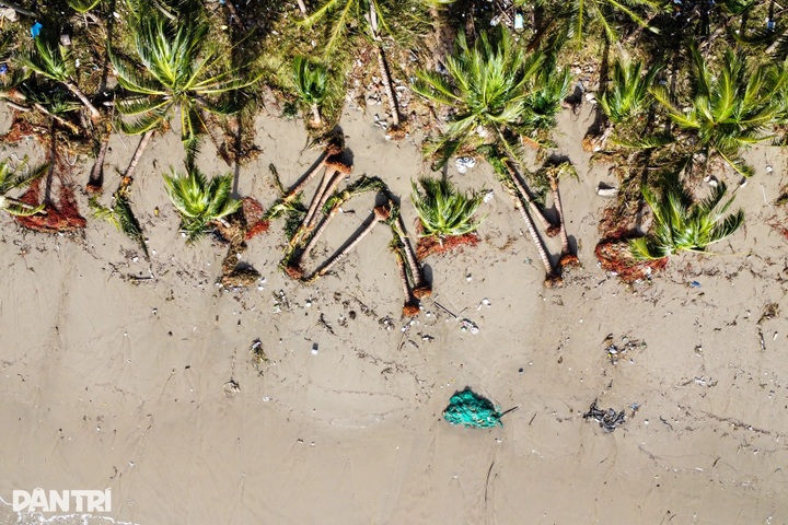 Trees toppled across Danang beaches and streets after Typhoon Kalmaegi - 5 Trees toppled across Danang beaches and streets after Typhoon Kalmaegi - 5