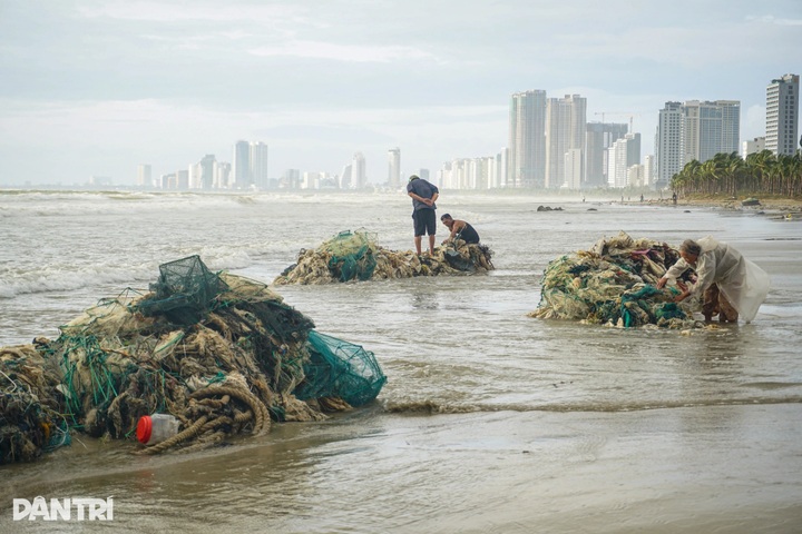 Trees toppled across Danang beaches and streets after Typhoon Kalmaegi - 6 Trees toppled across Danang beaches and streets after Typhoon Kalmaegi - 6