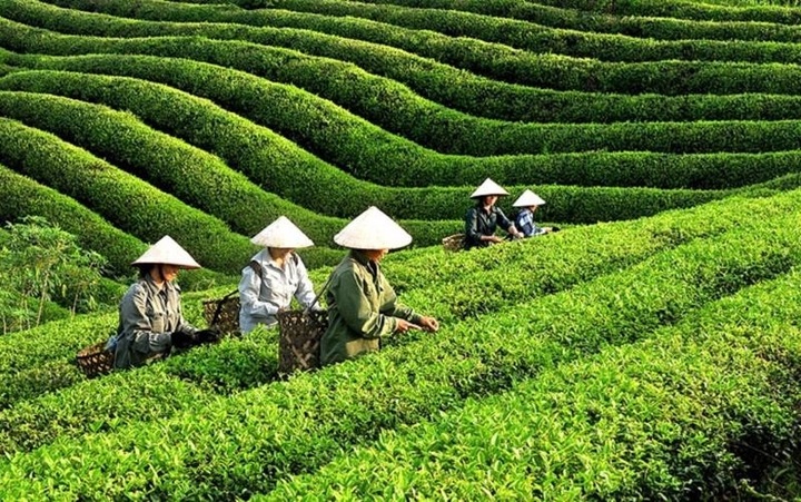Vietnam’s tea exports hit nearly 12,000 tonnes in October - 1