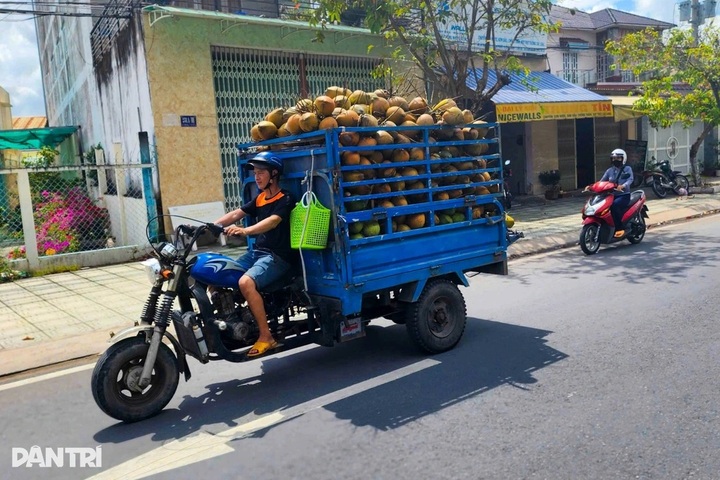 Mekong Delta farmers hit hard as coconut prices tumble - 1 Mekong Delta farmers hit hard as coconut prices tumble - 1