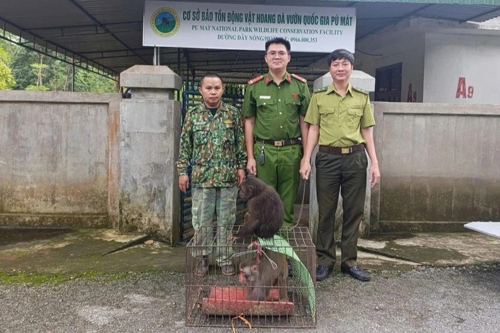 Rare monkeys stray into Nghe An family gardens - 2
