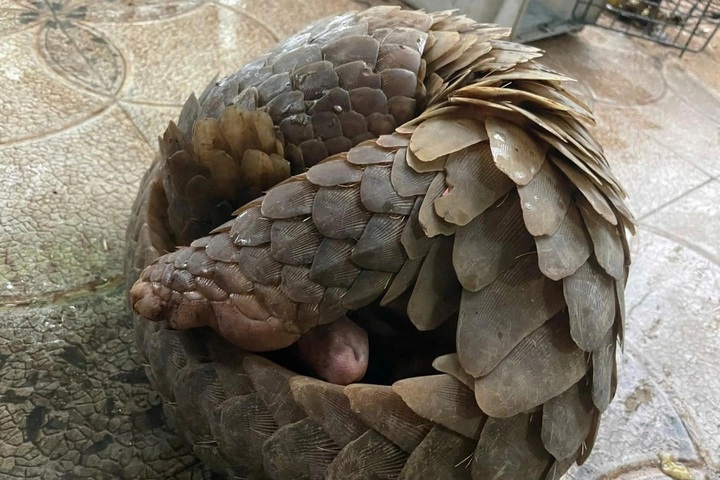 Rare pangolin and python handed over to Ha Tinh national park - 1 Rare pangolin and python handed over to Ha Tinh national park - 1