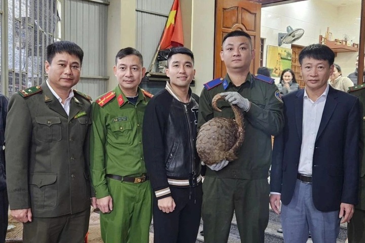 Rare pangolin and python handed over to Ha Tinh national park - 2 Rare pangolin and python handed over to Ha Tinh national park - 2