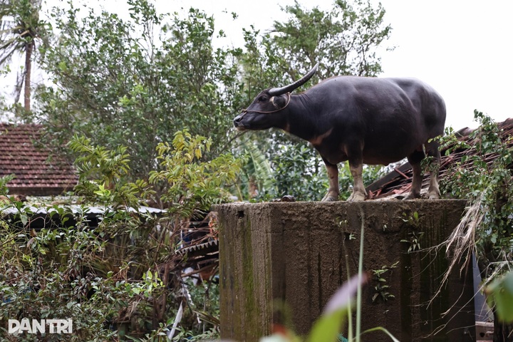 Buffalo rescued after six days stranded on roof in Dak Lak floods - 1