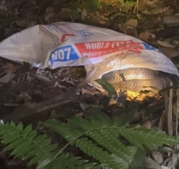 Seven-kilo king cobra discovered in residential area of Phu Tho - 1