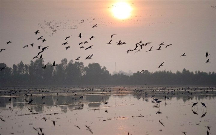 Ecotourism, conservation go hand in hand in Tram Chim - 1