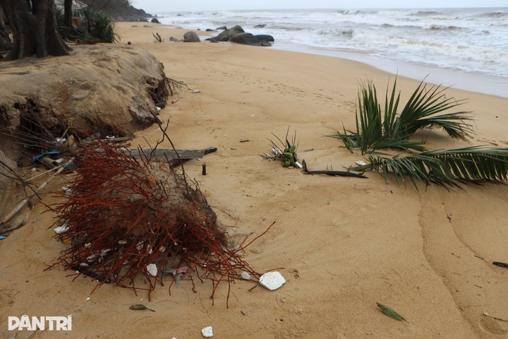 Ham Rong Beach in Hue ravaged by severe erosion - 7 Ham Rong Beach in Hue ravaged by severe erosion - 7