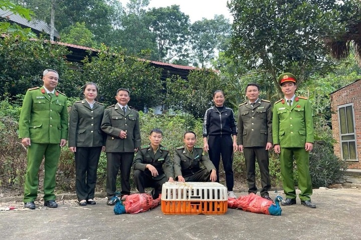Rare Indian peafowls found at Thanh Hoa waterfall - 1