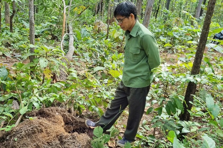 Two wild elephants injure captive elephant and destroy crops in Dak Lak - 1 Two wild elephants injure captive elephant and destroy crops in Dak Lak - 1
