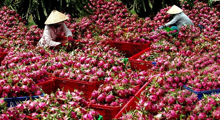 Asia remains Vietnam’s biggest farm export market - 1